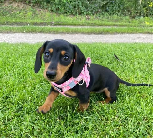 A young dachshund puppy in a pink harness standing on grass