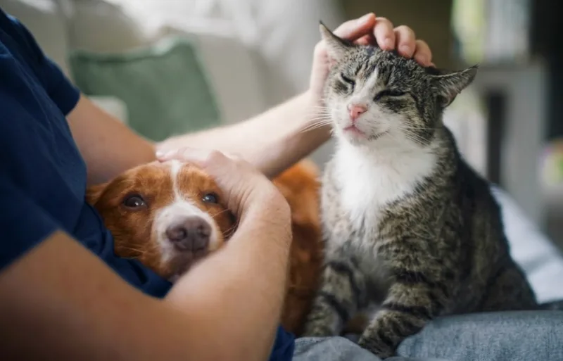 A dog and a cat being fussed together on a sofa