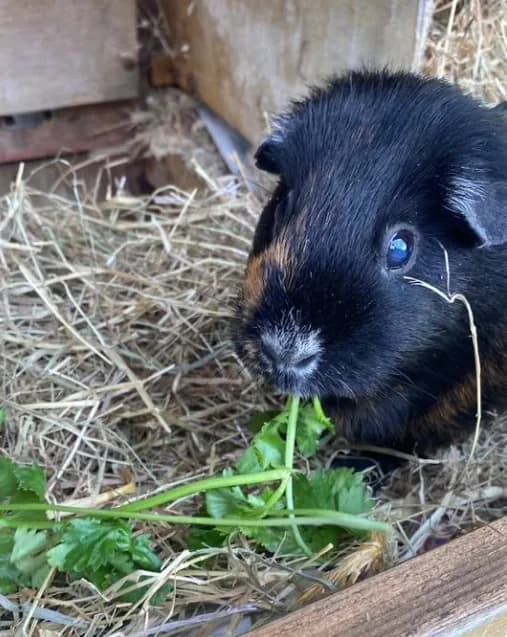 A black and tan guinea pig eating fresh coriander in its hutch