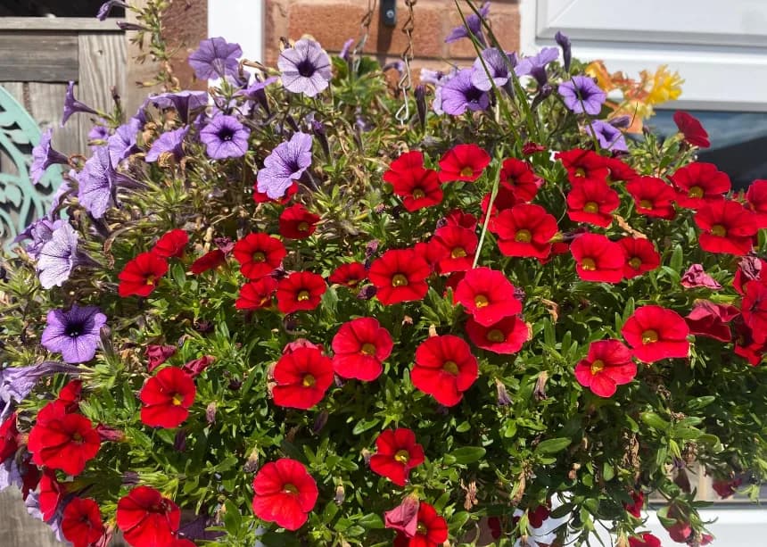 A vibrant hanging basket of red and purple petunias in full bloom