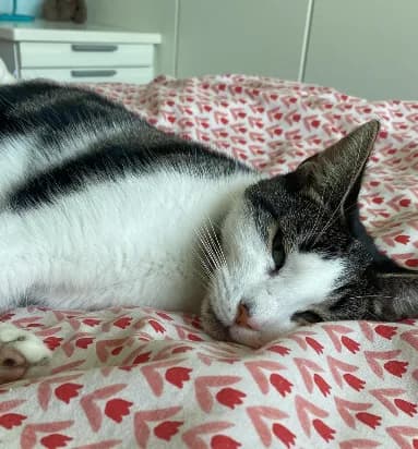A tabby and white cat curled up asleep on a heart-print bed