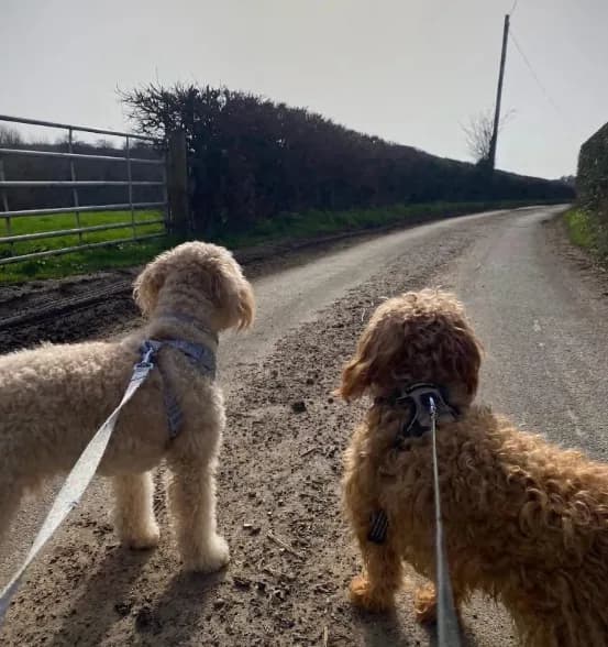Two curly-coated dogs walking together on lead down a country lane